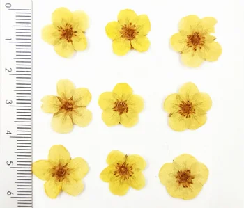 100 adet Preslenmiş Kurutulmuş Rosa multiflora Çiçek Kafa Epoksi Reçine Takı Yapımı İçin Yer İmi telefon kılıfı Yüz Makyaj Tırnak Sanat DIY
