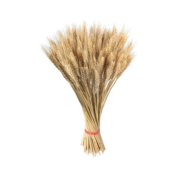 100 İN 1 Buğday Kulaklar Doğal Kurutulmuş Buğday Sapları Kurutulmuş Altın Buğday Çim Güz Hasat Buğday Buket Demet İçin Ev mutfak masa