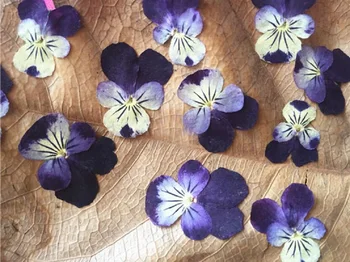 250 adet Preslenmiş Kurutulmuş Viola tricolor L. Pansy Çiçek Bitki Herbaryum Takı Kartpostal Davetiye Kartı telefon kılıfı DIY