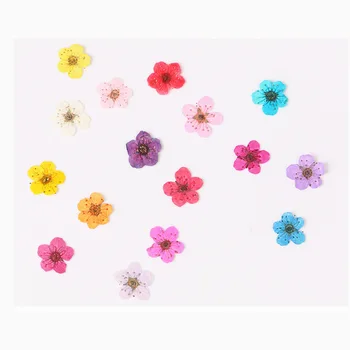 60 adet Mini Preslenmiş Kurutulmuş Nergis Jonquilla Çiçek Bitki Herbaryum Epoksi Reçine Takı Imi Kartpostal Nailart Zanaat DIY