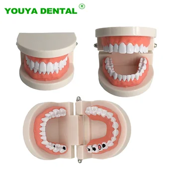 Diş Modeli Diş Fırçalama Eğitim Modeli Çürük Diş Bakımı Ağız Hijyeni Eğitim Öğretim Gösteri Aracı