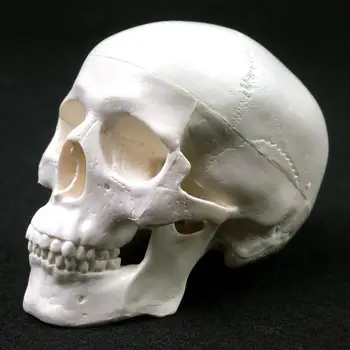Mini Kafatası İnsan Anatomisi Anatomisi Kafa Eğitim Anatomi Öğretim Malzemeleri Kafatası Modeli İnsan Anatomik Modeli Tıp